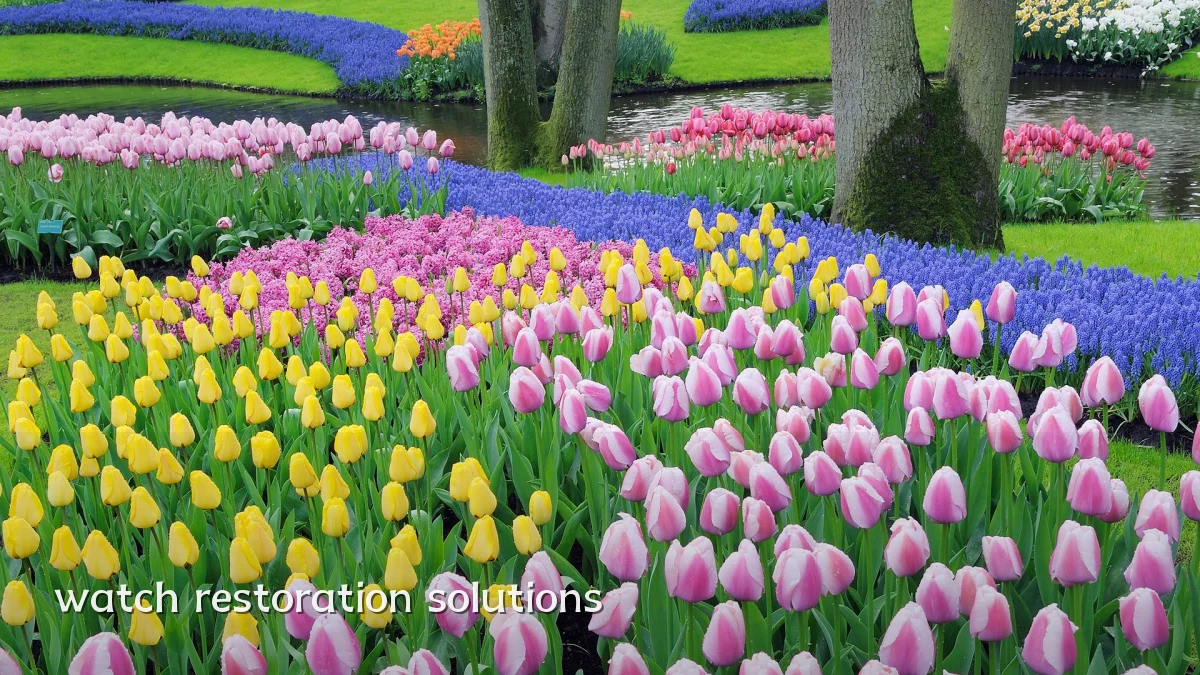 watch restoration solutions