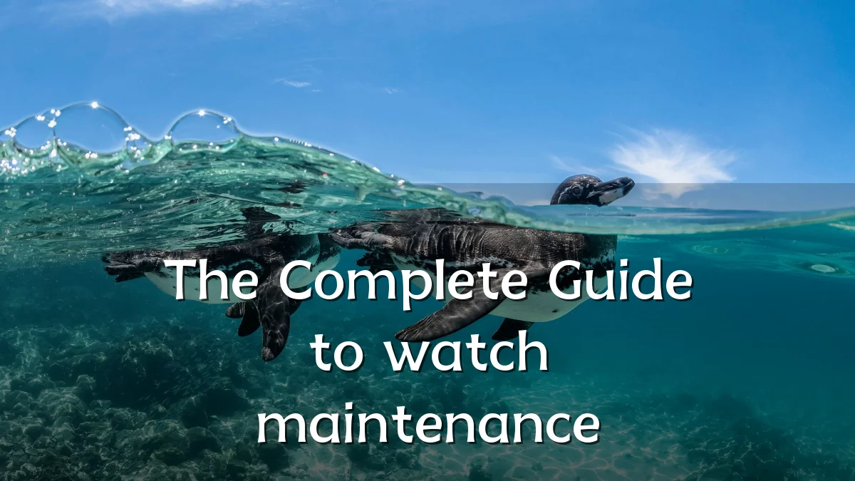 The Complete Guide to watch maintenance