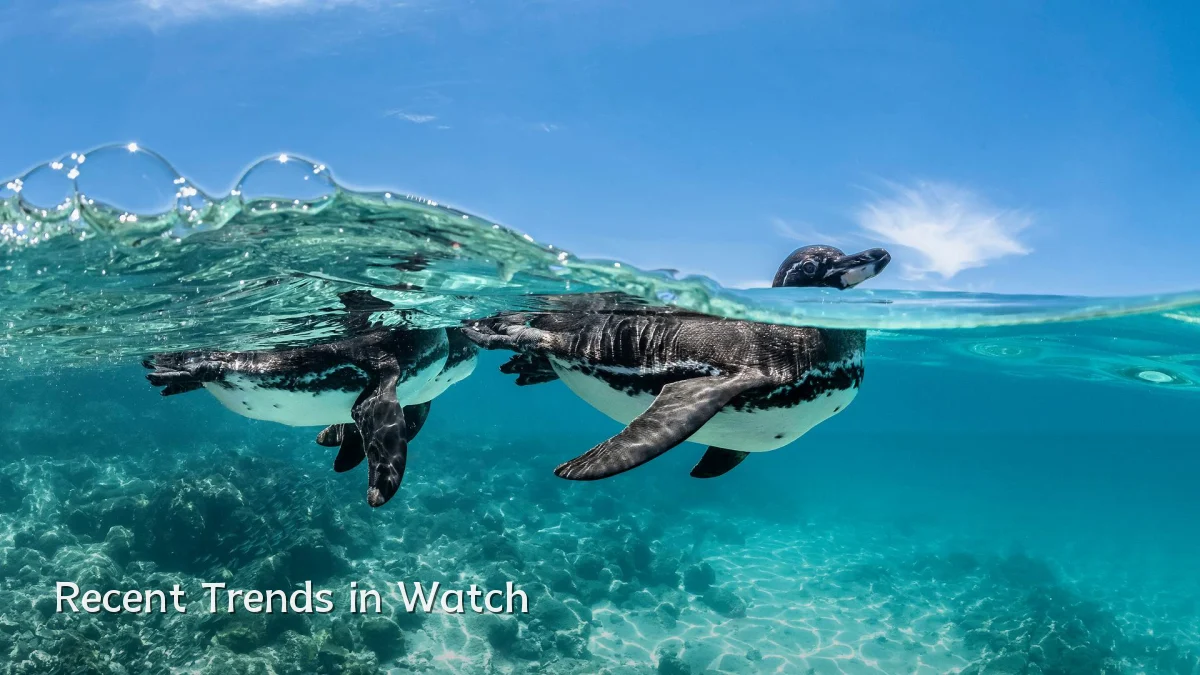 Recent Trends in Watch